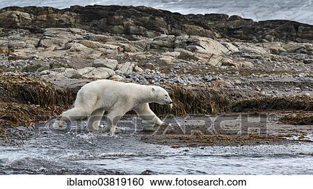 "Polar Bear (Ursus maritimus), adult crossing creek, Kvitoya island, Svalbard, Spitsbergen, Norway, Europe" View Large Photo Image Stock Image - "Polar Bear (Ursus maritimus), adult crossing creek, Kvitoya island, Svalbard, Spitsbergen, Norway, Europe". Fotosearch