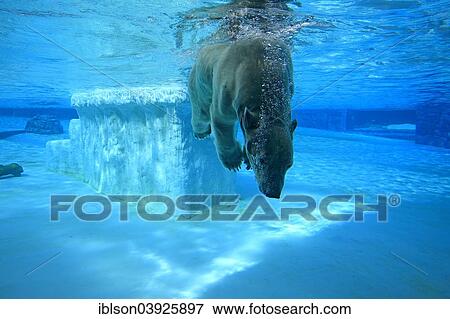 "Polar Bear (Ursus maritimus) adult, submerged in water, Singapore Zoo, Singapore, Asia" View Large Photo Image Stock Photo - "Polar Bear (Ursus maritimus) adult, submerged in water, Singapore Zoo, Singapore, Asia". Fotosearch