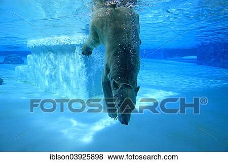 "Polar Bear (Ursus maritimus) adult, submerged in water, Singapore Zoo, Singapore, Asia" View Large Photo Image Stock Photo - "Polar Bear (Ursus maritimus) adult, submerged in water, Singapore Zoo, Singapore, Asia". Fotosearch