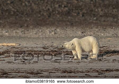 "Polar Bear (Ursus maritimus), adult standing on beach, Spitsbergen, Norway, Europe" View Large Photo Image Stock Photography - "Polar Bear (Ursus maritimus), adult standing on beach, Spitsbergen, Norway, Europe". Fotosearch