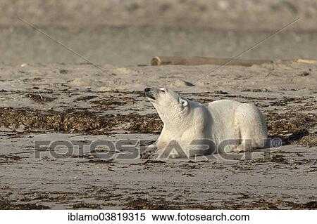 "Polar Bear (Ursus maritimus), adult lying on beach, Spitsbergen, Norway, Europe" View Large Photo Image Stock Photography - "Polar Bear (Ursus maritimus), adult lying on beach, Spitsbergen, Norway, Europe". Fotosearch