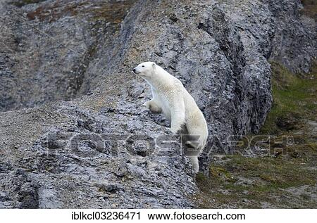 "Polar Bear (Ursus maritimus) climbing over rocks, Faksefjellet, Lomfjorden, Spitsbergen Island, Svalbard Archipelago, Svalbard and Jan Mayen, Norway, Europe" View Large Photo Image Stock Image - "Polar Bear (Ursus maritimus) climbing over rocks, Faksefjellet, Lomfjorden, Spitsbergen Island, Svalbard Archipelago, Svalbard and Jan Mayen, Norway, Europe". Fotosearch