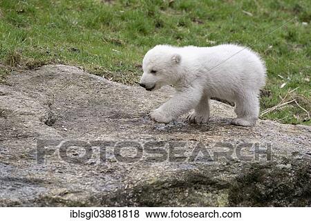 "Polar Bear (Ursus maritimus) cub, Nela, 14 weeks exploring its enclosure, Hellabrunn Zoo, Munich, Upper Bavaria, Bavaria, Germany, Europe" View Large Photo Image Stock Photo - "Polar Bear (Ursus maritimus) cub, Nela, 14 weeks exploring its enclosure, Hellabrunn Zoo, Munich, Upper Bavaria, Bavaria, Germany, Europe". Fotosearch
