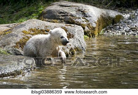 Stock Photo - "Polar Bear (Ursus maritimus), cub Nela, 17 weeks, playing in the enclosure of Hellabrunn Zoo, Munich, Upper Bavaria, Bavaria, Germany, Europe". Fotosearch