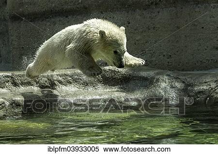 Stock Photography - "Polar Bear (Ursus maritimus) cub leaping into water, Hellabrunn Zoo, Munich, Upper Bavaria, Bavaria, Germany, Europe". Fotosearch