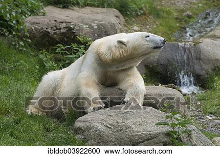 "Polar bear (Ursus maritimus) female Giovanna, Hellabrunn, Munich, Upper Bavaria, Bavaria, Germany, Europe" View Large Photo Image Stock Image - "Polar bear (Ursus maritimus) female Giovanna, Hellabrunn, Munich, Upper Bavaria, Bavaria, Germany, Europe". Fotosearch
