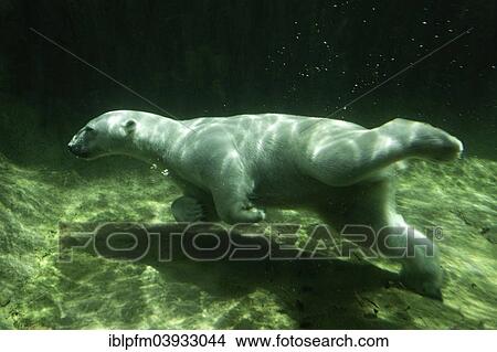 "Polar Bear (Ursus maritimus) Giovanna swimming under water, Hellabrunn Zoo, Munich, Upper Bavaria, Bavaria, Germany, Europe" View Large Photo Image Picture - "Polar Bear (Ursus maritimus) Giovanna swimming under water, Hellabrunn Zoo, Munich, Upper Bavaria, Bavaria, Germany, Europe". Fotosearch