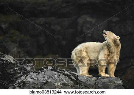 "Polar Bear (Ursus maritimus), looking up, adult, Svalbard, Spitsbergen, Norway, Europe" View Large Photo Image Picture - "Polar Bear (Ursus maritimus), looking up, adult, Svalbard, Spitsbergen, Norway, Europe". Fotosearch