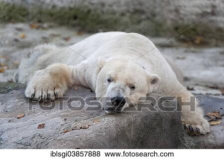 "Polar Bear (Ursus maritimus), male named Yoghi, lying in its open-air enclosure at Hellabrunn Zoo, Munich, Upper Bavaria, Bavaria, Germany, Europe" View Large Photo Image Stock Photo - "Polar Bear (Ursus maritimus), male named Yoghi, lying in its open-air enclosure at Hellabrunn Zoo, Munich, Upper Bavaria, Bavaria, Germany, Europe". Fotosearch