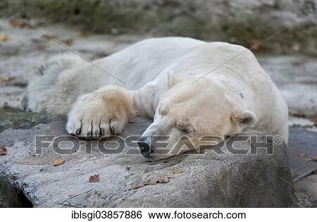 Stock Photograph - "Polar Bear (Ursus maritimus), male named Yoghi, lying in its open-air enclosure at Hellabrunn Zoo, Munich, Upper Bavaria, Bavaria, Germany, Europe". Fotosearch