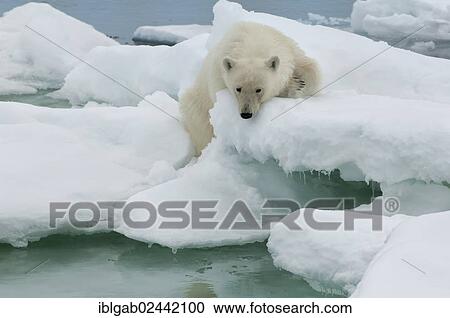 "Polar bear (Ursus maritimus) on an ice floe, Svalbard Archipelago, Barents Sea, Norway, Europe" View Large Photo Image Stock Image - "Polar bear (Ursus maritimus) on an ice floe, Svalbard Archipelago, Barents Sea, Norway, Europe". Fotosearch