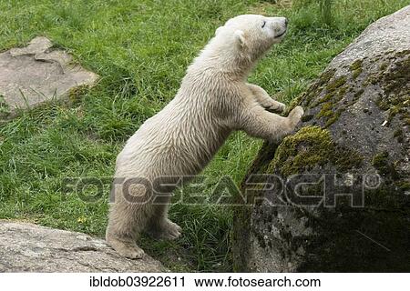 "Polar bear (Ursus maritimus), polar bear cub, 6 months, Hellabrunn, Munich, Upper Bavaria, Bavaria, Germany, Europe" View Large Photo Image Stock Image - "Polar bear (Ursus maritimus), polar bear cub, 6 months, Hellabrunn, Munich, Upper Bavaria, Bavaria, Germany, Europe". Fotosearch