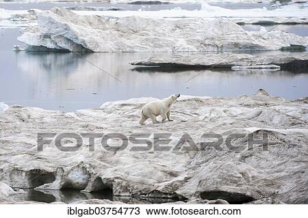 Stock Image - "Polar Bear (Ursus maritimus) walking on an ice floe near Wrangel Island, UNESCO World Heritage Site, Wrangel Island, Far Eastern Federal District, Russia, Europe". Fotosearch
