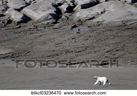 "Polar Bear (Ursus maritimus) walking over sandy terrain, De Geerbukta, Lomfjorden, Spitsbergen Island, Svalbard Archipelago, Svalbard and Jan Mayen, Norway, Europe" View Large Photo Image Stock Image - "Polar Bear (Ursus maritimus) walking over sandy terrain, De Geerbukta, Lomfjorden, Spitsbergen Island, Svalbard Archipelago, Svalbard and Jan Mayen, Norway, Europe". Fotosearch