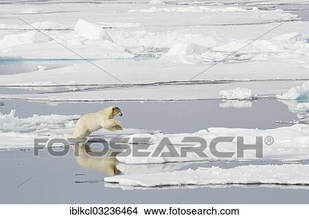 "Polar Bear (Ursus maritimus) with a blood-stained brown coloured head jumping on pack ice, north of Spitsbergen, Spitsbergen Island, Svalbard Archipelago, Svalbard and Jan Mayen, Norway, Europe" View Large Photo Image Picture - "Polar Bear (Ursus maritimus) with a blood-stained brown coloured head jumping on pack ice, north of Spitsbergen, Spitsbergen Island, Svalbard Archipelago, Svalbard and Jan Mayen, Norway, Europe". Fotosearch