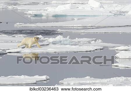 "Polar Bear (Ursus maritimus) with a blood-stained brown coloured head on pack ice, north of Spitsbergen, Spitsbergen Island, Svalbard Archipelago, Svalbard and Jan Mayen, Norway, Europe" View Large Photo Image Stock Image - "Polar Bear (Ursus maritimus) with a blood-stained brown coloured head on pack ice, north of Spitsbergen, Spitsbergen Island, Svalbard Archipelago, Svalbard and Jan Mayen, Norway, Europe". Fotosearch