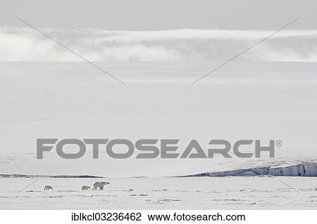 "Polar Bear (Ursus maritimus) with two cubs on sea ice, Bjornesund, Spitsbergen Island, Svalbard Archipelago, Svalbard and Jan Mayen, Norway, Europe" View Large Photo Image Stock Image - "Polar Bear (Ursus maritimus) with two cubs on sea ice, Bjornesund, Spitsbergen Island, Svalbard Archipelago, Svalbard and Jan Mayen, Norway, Europe". Fotosearch