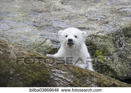 "Polar Bear (Ursus maritimus), young, about 3 months, Hellabrunn Zoo, Munich, Upper Bavaria, Bavaria, Germany, Europe" View Large Photo Image Stock Photo - "Polar Bear (Ursus maritimus), young, about 3 months, Hellabrunn Zoo, Munich, Upper Bavaria, Bavaria, Germany, Europe". Fotosearch