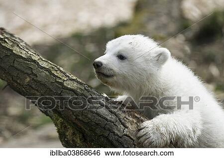 "Polar Bear (Ursus maritimus), young, about 3 months, Hellabrunn Zoo, Munich, Upper Bavaria, Bavaria, Germany, Europe" View Large Photo Image Stock Photograph - "Polar Bear (Ursus maritimus), young, about 3 months, Hellabrunn Zoo, Munich, Upper Bavaria, Bavaria, Germany, Europe". Fotosearch