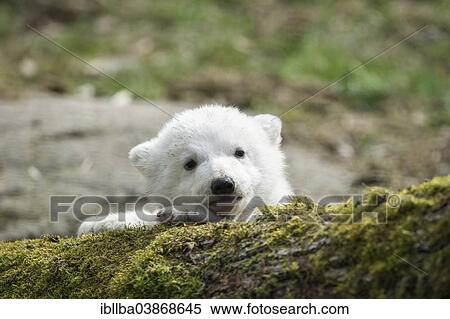 "Polar Bear (Ursus maritimus), young, about 3 months, Hellabrunn Zoo, Munich, Upper Bavaria, Bavaria, Germany, Europe" View Large Photo Image Stock Photography - "Polar Bear (Ursus maritimus), young, about 3 months, Hellabrunn Zoo, Munich, Upper Bavaria, Bavaria, Germany, Europe". Fotosearch