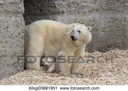 "Polar Bears (Ursus maritimus), cub, Nobby, 14 weeks, with its mother, Giovanna, Hellabrunn Zoo, Munich, Upper Bavaria, Bavaria, Germany, Europe" View Large Photo Image Stock Image - "Polar Bears (Ursus maritimus), cub, Nobby, 14 weeks, with its mother, Giovanna, Hellabrunn Zoo, Munich, Upper Bavaria, Bavaria, Germany, Europe". Fotosearch