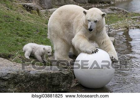 Stock Photography - "Polar Bears (Ursus maritimus), cub, Nobby, 14 weeks, playing with its mother, Giovanna, Hellabrunn Zoo, Munich, Upper Bavaria, Bavaria, Germany, Europe". Fotosearch
