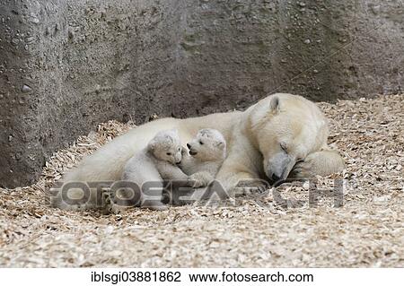 "Polar Bears (Ursus maritimus), cubs playing, Nela and Nobby, 14 weeks, with their mother, Giovanna, Hellabrunn Zoo, Munich, Upper Bavaria, Bavaria, Germany, Europe" View Large Photo Image Stock Image - "Polar Bears (Ursus maritimus), cubs playing, Nela and Nobby, 14 weeks, with their mother, Giovanna, Hellabrunn Zoo, Munich, Upper Bavaria, Bavaria, Germany, Europe". Fotosearch