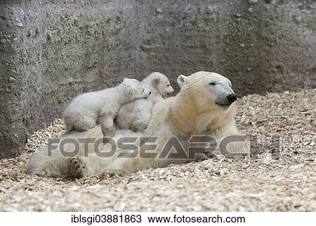 "Polar Bears (Ursus maritimus), cubs playing, Nela and Nobby, 14 weeks, with their mother, Giovanna, Hellabrunn Zoo, Munich, Upper Bavaria, Bavaria, Germany, Europe" View Large Photo Image Stock Image - "Polar Bears (Ursus maritimus), cubs playing, Nela and Nobby, 14 weeks, with their mother, Giovanna, Hellabrunn Zoo, Munich, Upper Bavaria, Bavaria, Germany, Europe". Fotosearch