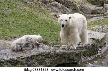 Stock Photo - "Polar Bears (Ursus maritimus), cubs, Nela and Nobby, 14 weeks, with their mother, Giovanna, Hellabrunn Zoo, Munich, Upper Bavaria, Bavaria, Germany, Europe". Fotosearch
