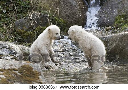 Stock Photo - "Polar Bears (Ursus maritimus), cubs Nela and Nobby, 17 weeks, playing in the enclosure of Hellabrunn Zoo, Munich, Upper Bavaria, Bavaria, Germany, Europe". Fotosearch