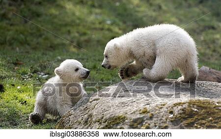 Stock Photo - "Polar Bears (Ursus maritimus), cubs Nela and Nobby, 17 weeks, playing in the enclosure of Hellabrunn Zoo, Munich, Upper Bavaria, Bavaria, Germany, Europe". Fotosearch