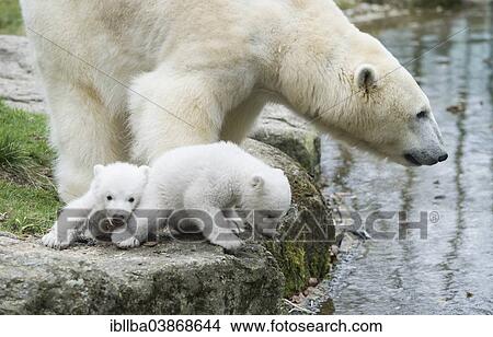 Picture - "Polar Bears (Ursus maritimus), female with young, twins, about 3 months, Hellabrunn Zoo, Munich, Upper Bavaria, Bavaria, Germany, Europe". Fotosearch