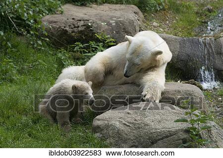 "Polar Bears (Ursus maritimus) female Giovanna playing with her cubs Nela and Nobby, 6 months, Hellabrunn, Munich, Upper Bavaria, Bavaria, Germany, Europe" View Large Photo Image Stock Image - "Polar Bears (Ursus maritimus) female Giovanna playing with her cubs Nela and Nobby, 6 months, Hellabrunn, Munich, Upper Bavaria, Bavaria, Germany, Europe". Fotosearch