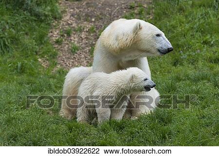 "Polar Bears (Ursus maritimus) female Giovanna with her cubs, 6 months, Hellabrunn, Munich, Upper Bavaria, Bavaria, Germany, Europe" View Large Photo Image Stock Image - "Polar Bears (Ursus maritimus) female Giovanna with her cubs, 6 months, Hellabrunn, Munich, Upper Bavaria, Bavaria, Germany, Europe". Fotosearch