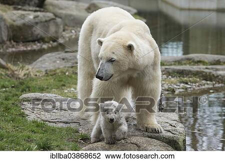 Stock Image - "Polar Bears (Ursus maritimus), female with young, about 3 months, Hellabrunn Zoo, Munich, Upper Bavaria, Bavaria, Germany, Europe". Fotosearch