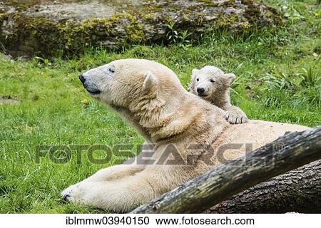 "Polar Bears (Ursus maritimus), female with young, Hellabrunn Zoo, Munich, Bavaria, Germany, Europe" View Large Photo Image Stock Image - "Polar Bears (Ursus maritimus), female with young, Hellabrunn Zoo, Munich, Bavaria, Germany, Europe". Fotosearch