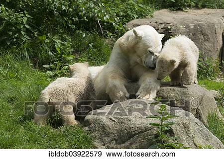 "Polar Bears (Ursus maritimus), female Giovanna playing with her cubs Nela and Nobby, 6 months, Hellabrunn, Munich, Upper Bavaria, Bavaria, Germany, Europe" View Large Photo Image Stock Photo - "Polar Bears (Ursus maritimus), female Giovanna playing with her cubs Nela and Nobby, 6 months, Hellabrunn, Munich, Upper Bavaria, Bavaria, Germany, Europe". Fotosearch