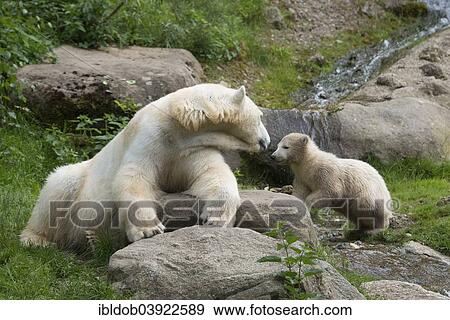 "Polar Bears (Ursus maritimus) female Giovanna playing with her cub, 6 months, Hellabrunn, Munich, Upper Bavaria, Bavaria, Germany, Europe" View Large Photo Image Stock Photo - "Polar Bears (Ursus maritimus) female Giovanna playing with her cub, 6 months, Hellabrunn, Munich, Upper Bavaria, Bavaria, Germany, Europe". Fotosearch