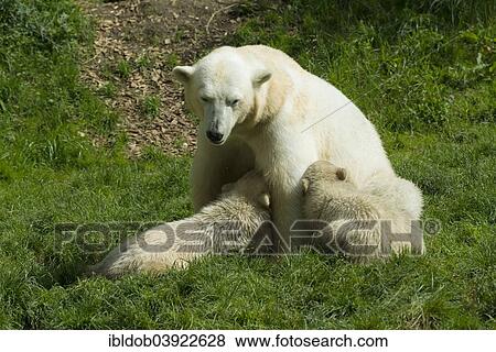 "Polar Bears (Ursus maritimus) female Giovanna suckling her cubsNela and Nobby, 6 months, Hellabrunn, Munich, Upper Bavaria, Bavaria, Germany, Europe" View Large Photo Image Stock Photo - "Polar Bears (Ursus maritimus) female Giovanna suckling her cubsNela and Nobby, 6 months, Hellabrunn, Munich, Upper Bavaria, Bavaria, Germany, Europe". Fotosearch