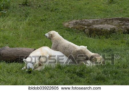 "Polar Bears (Ursus maritimus) female Giovanna with her cubs, 6 months, Hellabrunn, Munich, Upper Bavaria, Bavaria, Germany, Europe" View Large Photo Image Stock Photography - "Polar Bears (Ursus maritimus) female Giovanna with her cubs, 6 months, Hellabrunn, Munich, Upper Bavaria, Bavaria, Germany, Europe". Fotosearch