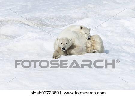 Stock Image - "Polar Bears (Ursus maritimus), mother with a cub, 2 years, Wrangel Island, Far Eastern Federal District, Russia, Europe". Fotosearch