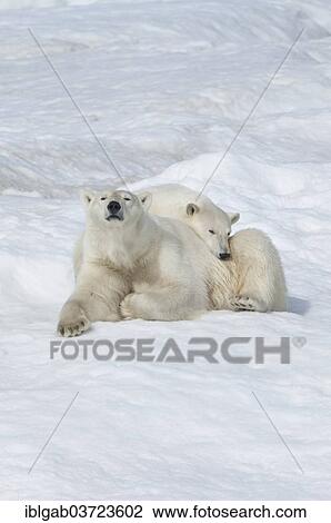 "Polar Bears (Ursus maritimus), mother with a cub, 2 years, Wrangel Island, Far Eastern Federal District, Russia, Europe" View Large Photo Image Stock Image - "Polar Bears (Ursus maritimus), mother with a cub, 2 years, Wrangel Island, Far Eastern Federal District, Russia, Europe". Fotosearch