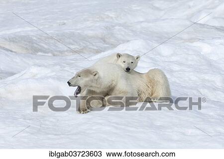 "Polar Bears (Ursus maritimus), mother with a cub, 2 years, Wrangel Island, Far Eastern Federal District, Russia, Europe" View Large Photo Image Stock Image - "Polar Bears (Ursus maritimus), mother with a cub, 2 years, Wrangel Island, Far Eastern Federal District, Russia, Europe". Fotosearch