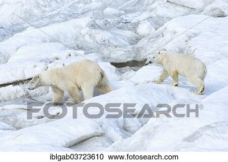 "Polar Bears (Ursus maritimus), mother with a cub, 2 years, Wrangel Island, Far Eastern Federal District, Russia, Europe" View Large Photo Image Stock Image - "Polar Bears (Ursus maritimus), mother with a cub, 2 years, Wrangel Island, Far Eastern Federal District, Russia, Europe". Fotosearch