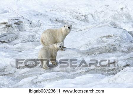 "Polar Bears (Ursus maritimus), mother with a cub, 2 years, Wrangel Island, Far Eastern Federal District, Russia, Europe" View Large Photo Image Stock Image - "Polar Bears (Ursus maritimus), mother with a cub, 2 years, Wrangel Island, Far Eastern Federal District, Russia, Europe". Fotosearch