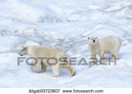 Stock Photo - "Polar Bears (Ursus maritimus), mother with a cub, 2 years, Wrangel Island, Far Eastern Federal District, Russia, Europe". Fotosearch