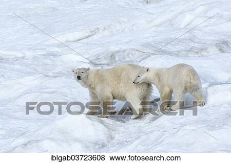 "Polar Bears (Ursus maritimus), mother with a cub, 2 years, Wrangel Island, Far Eastern Federal District, Russia, Europe" View Large Photo Image Stock Photo - "Polar Bears (Ursus maritimus), mother with a cub, 2 years, Wrangel Island, Far Eastern Federal District, Russia, Europe". Fotosearch
