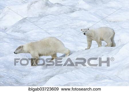 Stock Photo - "Polar Bears (Ursus maritimus), mother with a cub, 2 years, Wrangel Island, Far Eastern Federal District, Russia, Europe". Fotosearch