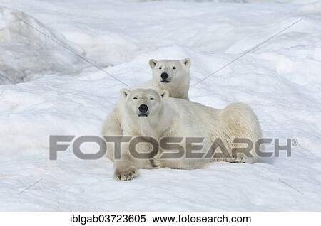 "Polar Bears (Ursus maritimus), mother with a cub, 2 years, Wrangel Island, Far Eastern Federal District, Russia, Europe" View Large Photo Image Stock Photography - "Polar Bears (Ursus maritimus), mother with a cub, 2 years, Wrangel Island, Far Eastern Federal District, Russia, Europe". Fotosearch