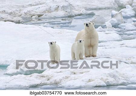 "Polar Bears (Ursus maritimus) standing on an ice floe near Wrangel Island, a UNESCO World Heritage site, sow with cubs, Wrangel Island, Far Eastern Federal District, Russia, Europe" View Large Photo Image Stock Image - "Polar Bears (Ursus maritimus) standing on an ice floe near Wrangel Island, a UNESCO World Heritage site, sow with cubs, Wrangel Island, Far Eastern Federal District, Russia, Europe". Fotosearch